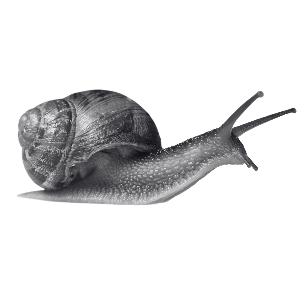 caracol